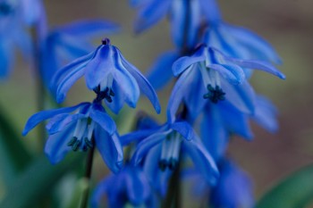 Scilla siberica (Siberian Squill)