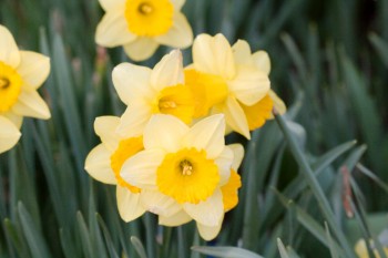 Daffodils