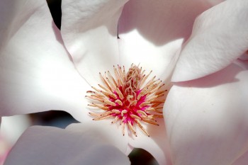 Magnolia × soulangeana