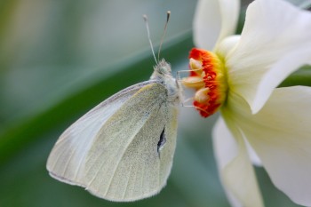 White On A Daffodil