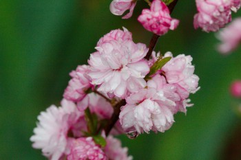 Flowering Almond