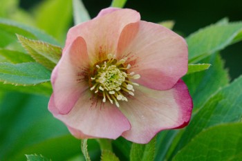 Helleborus ‘Mango Magic’