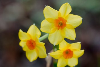 Daffodils After The Rain