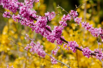 Redbud and Forsythia