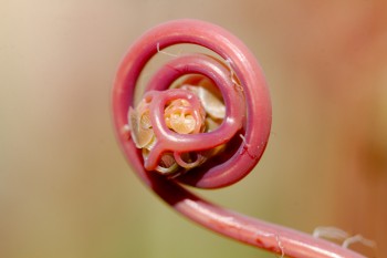 Maidenhair Fiddlehead