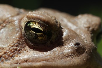 Toad Eye