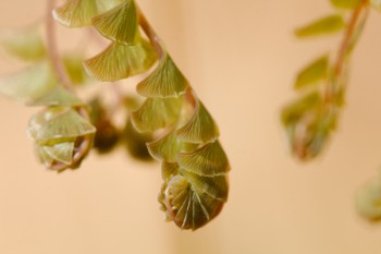 Frond of Maidenhair