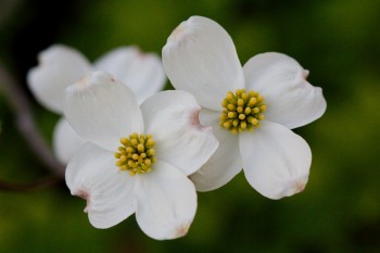 Flowering Dogwood (Cornus florida)