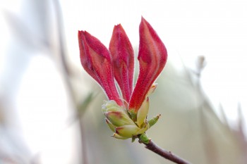 Exbury Azalea Buds