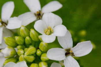 Garlic Mustard (Alliaria petiolata)