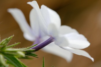 Phlox