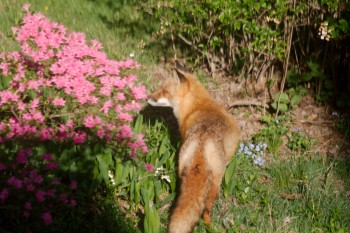 Red Fox (Vulpes vulpes)