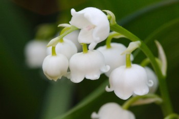 Lily of the Valley (Convallaria majalis)