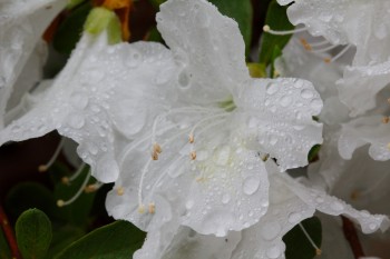 White Azalea In The Rain