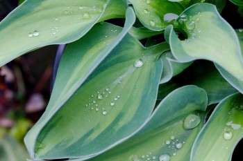 Hosta 'Tick Tock'