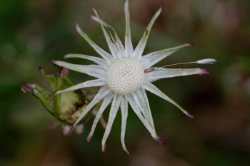 Dandelion Flower, Minus Seeds