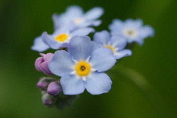 Forget-Me-Not