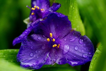 Tradescantia (Spiderwort)