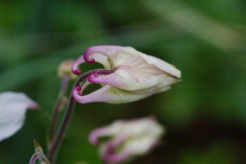 Columbine (Aquilegia)