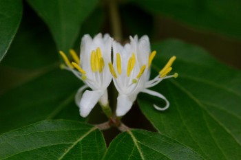 Amur Honeysuckle (Lonicera maackii)