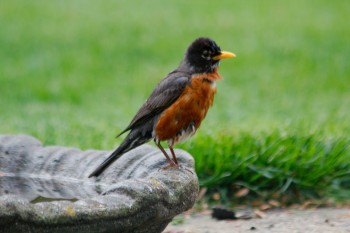 American Robin (Turdus migratorius)