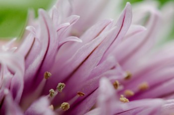 Chive Flowers