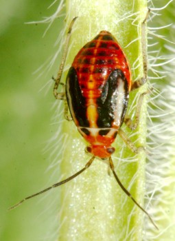 <em>Poecilocapsus lineatus</em> (Four-lined Plant Bug) Nymph
