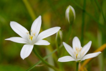 Ornithogalum umbellatum (Star of Bethlehem)