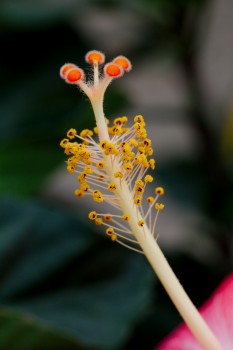 Hibiscus Staminal Column