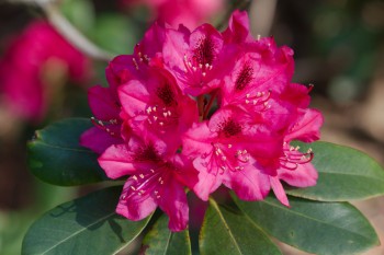 Rhododendron