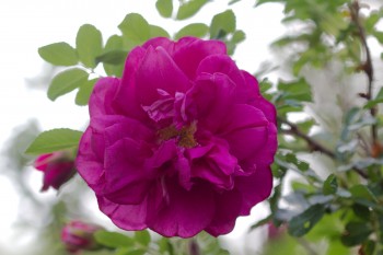 Rosa rugosa 'Roseraie De l’Hay'