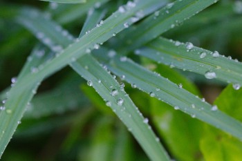 Spiderwort Leaves In The Rain