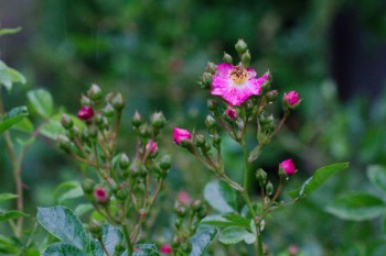 Multiflora Buds In The Rain