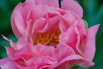 Peony ‘Coral Sunset’