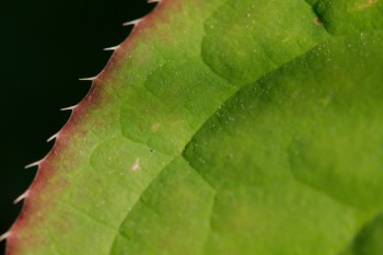 Epimedium Leaf