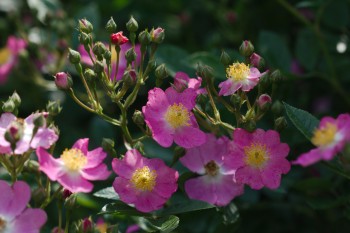 <em>Rosa Multiflora</em>