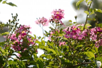 Rosa Multiflora