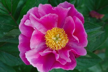 Peony