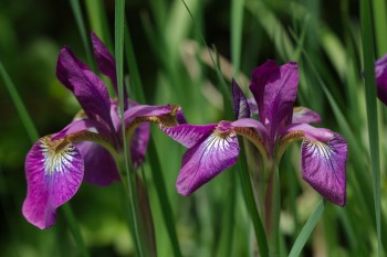 Iris 'Eric the Red'