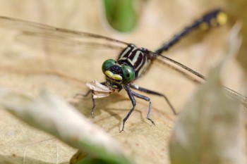 Gomphus vastus (Cobra Clubtail)