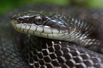 Pantherophis alleghaniensis (Eastern Ratsnake)