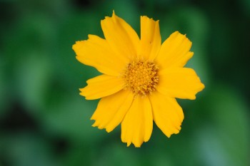 Coreopsis