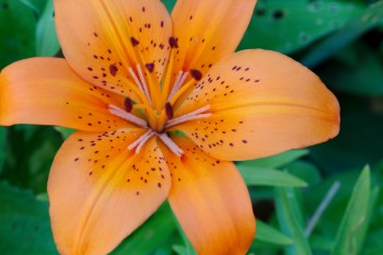 Asiatic Lily