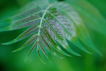 Ailanthus altissima (Tree of Heaven)