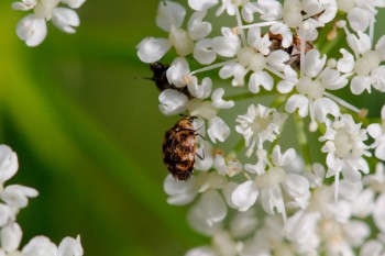 Anthrenus verbasci (Varied Carpet Beetle)