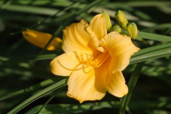 Daylily 'Stella De Oro'