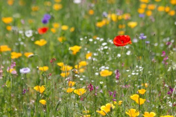 Wildflower Meadow