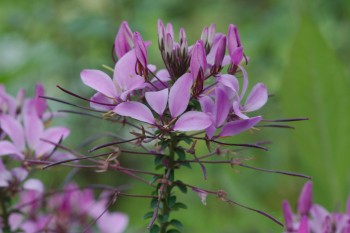 Cleome ‘Señorita Rosalita’