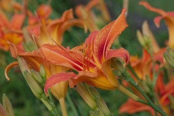 Daylily (Hemerocallis fulva)