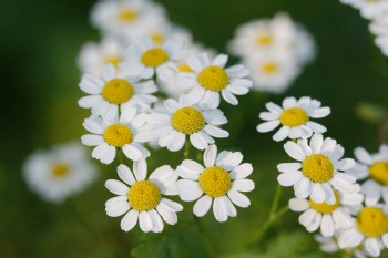 Feverfew (Tanacetum parthenium)